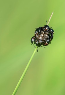 Clutches of freshly hatched nymphs of the northern fruit bug