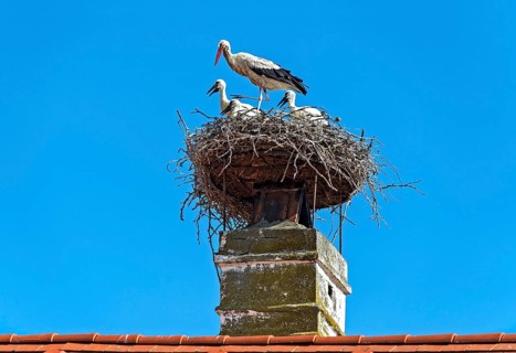 White stork family with three young in the nest