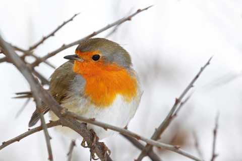 European robin