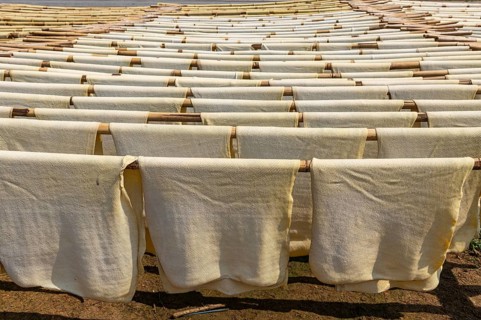 Fresh made rubber sheets at a Rubber plantation near Myeik or Mergui