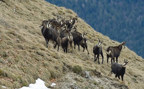 Alpine chamois