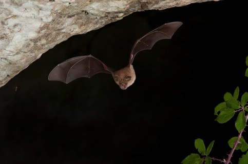 Greater horseshoe bats