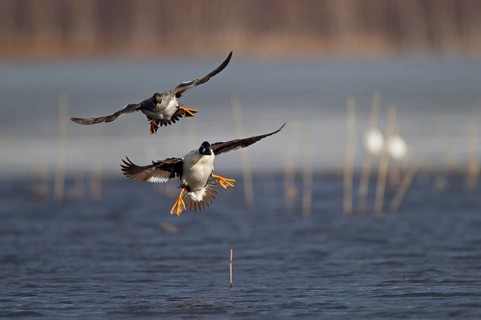 Common Common Goldeneye