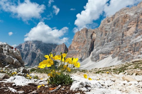 Yellow alpine poppy or Rhaetian alpine poppy