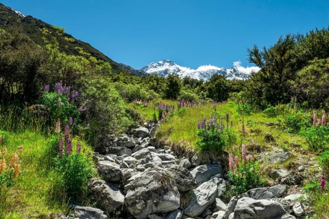 Walking path through purple multiflora lupines