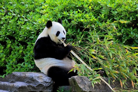 Giant Panda