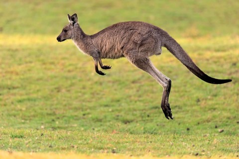 Eastern grey kangaroo