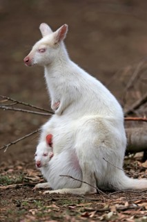 Red-necked wallaby