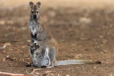 Red-necked wallaby