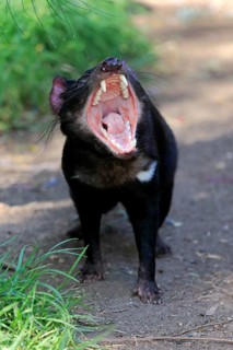 Tasmanian devil