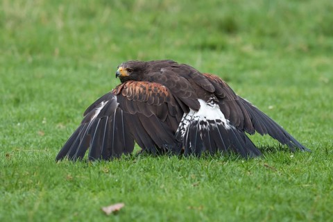Harris's hawk