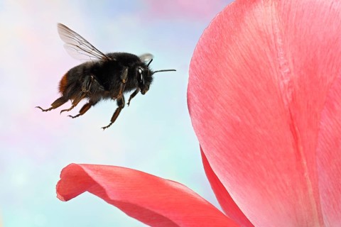 Red-tailed bumblebee