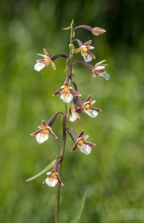Marsh Helleborine