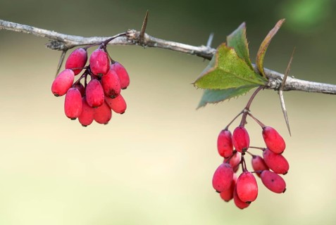 Fruits of the common barberry