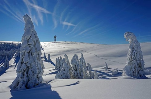 Winter landscape with snow-covered fir trees and Feldberg tower