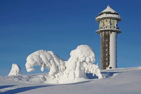 Snow-covered fir trees bending under the snow load in winter landscape next to Feldberg tower