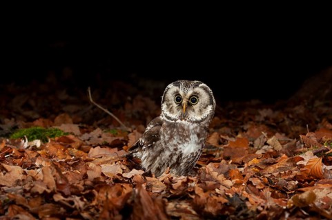 Tengmalm's owl