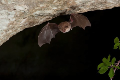 Greater horseshoe bats