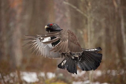 Western capercaillie