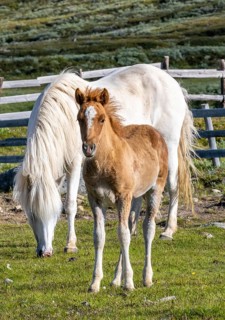 Norwegian fjord horses