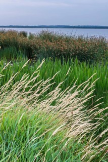 Shore landscape in the Filso nature reserve