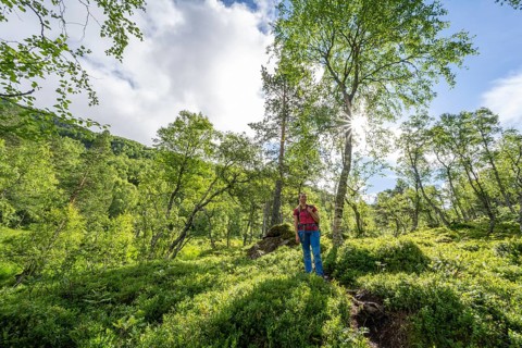 Hiker on trail in forest towards Innerdalen