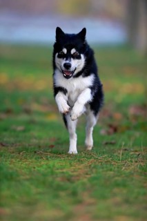 Alaskan Malamute