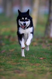 Alaskan Malamute