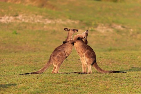 Eastern grey kangaroo
