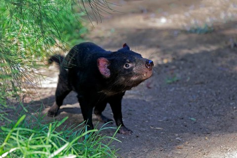 Tasmanian devil