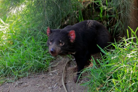 Tasmanian devil