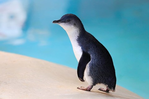 Little penguin