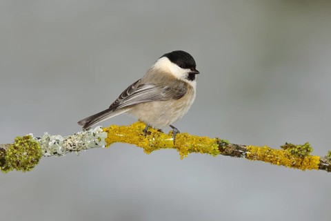Willow tit