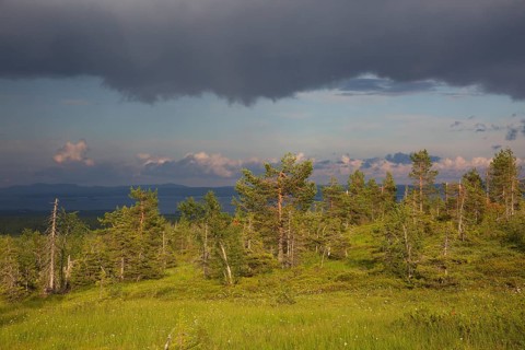 Slope bog in Riisitunturi National Park