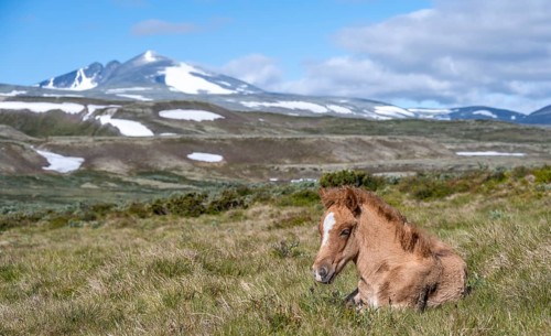 Norwegian fjord horse