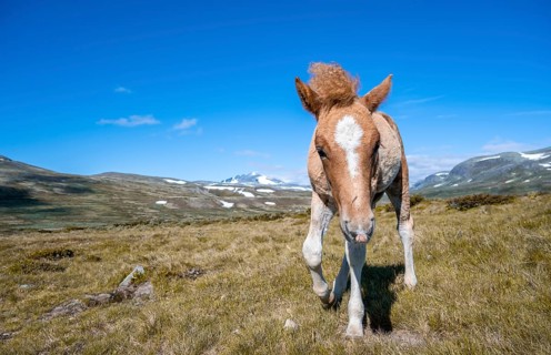 Norwegian fjord horse