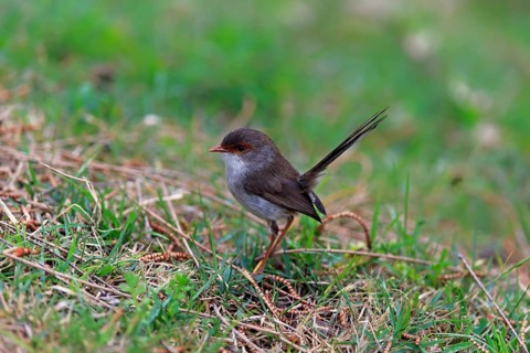 Superb fairywren