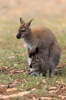 Red-necked wallaby