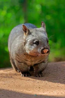 Southern hairy-nosed wombat