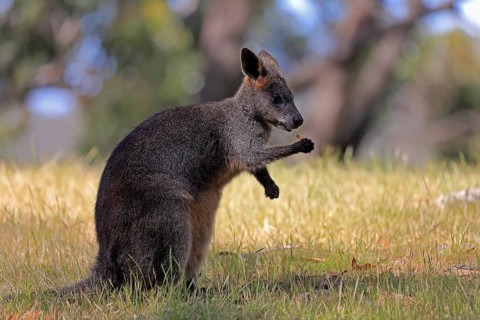 Swamp wallaby