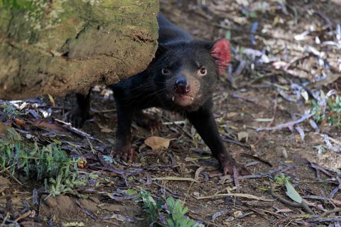 Tasmanian devil