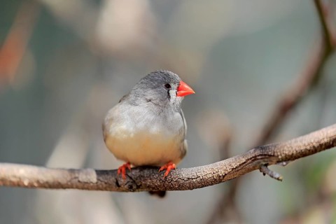 Zebra finch