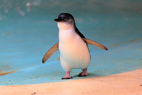 Little penguin