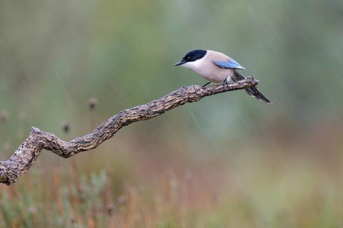 Azure-winged Magpie