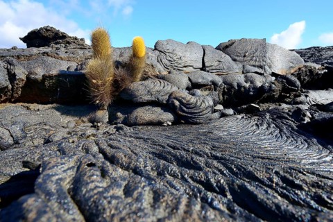 Lava cactus