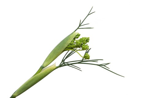 Unfurling flower umbel