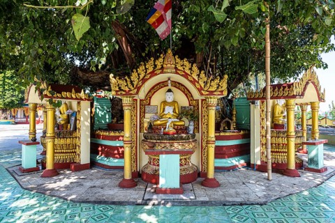 Buddha statues around a huge tree