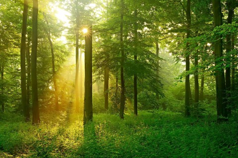 Morning atmosphere in the forest