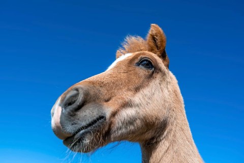 Norwegian fjord horse