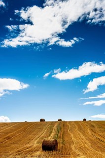 Straw bales after harvest